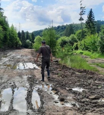На Свалявщині працівники ДЕІ виявили лісові порушення на значну суму
