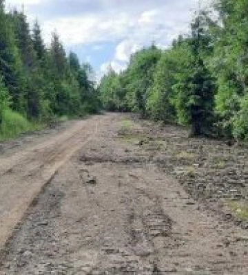 На Свалявщині працівники ДЕІ виявили лісові порушення на значну суму