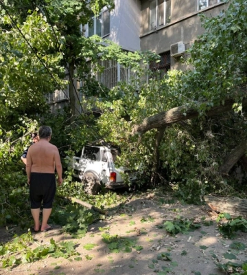В Одесі дерево впало на автомобіль і пошкодило його