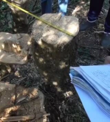 На Кіровоградщині судитимуть групу &quot;чорних лісорубів&quot;