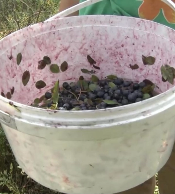 На Рівненщині впала ціна на чорницю (ВІДЕО)