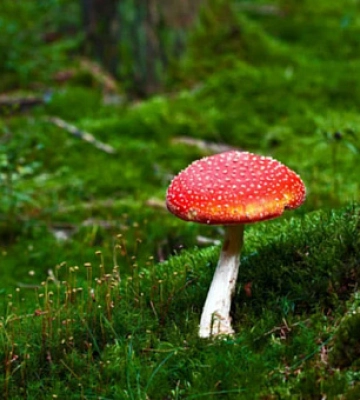 В Днепропетровской области парень отравился мухоморами, которые заказал через Интернет