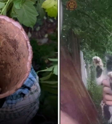 В Харькове спасли котенка, застрявшего в трубе (видео)