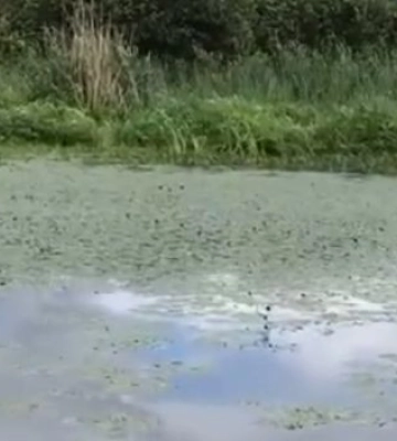 В Киевском водохранилище зафиксировали серьезный мор рыбы, видео
