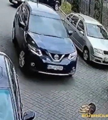 У Луцьку судять водійку, яка переїхала собаку біля «Яровиці» (відео)