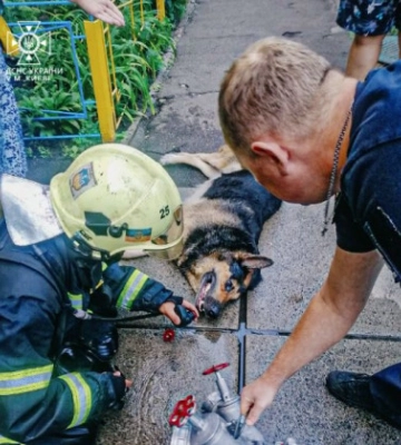У Києві вогнеборці врятували песика із палаючої квартири, фото