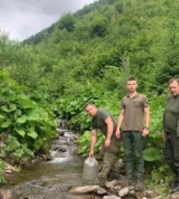 На Закарпатті у річку Тересва випустили 18 тисяч мальків струмкової форелі