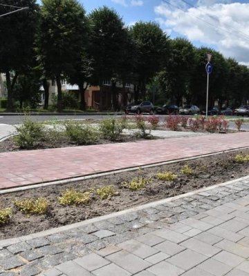 У Луцьку на проспекті Волі висаджують декоративні кущі
