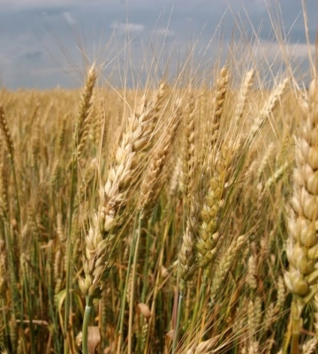 На Харківщині аграрії засіяли на 20% більше площ, ніж планували
