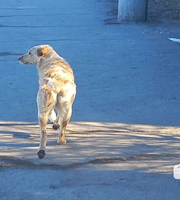У Криворізькому районі зафіксували випадок сказу собаки