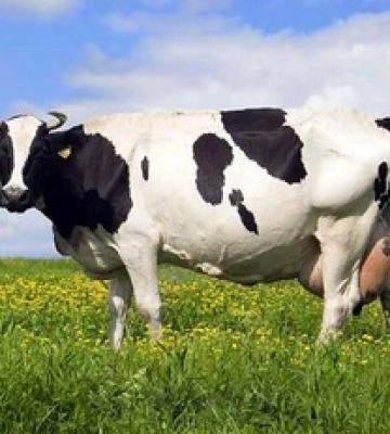 Полиция закрыла уголовное дело об изнасиловании коровы - UAnimals