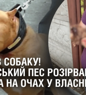 ЗАГРИЗ СОБАКУ! Бійцівський пес розірвав тер’єра на очах у власниці