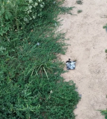 Прикордонники на півдні знищили два FPV-дрони росіян
