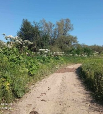 Береги закарпатських водойм потопають в отруйних амбрелах (ФОТО)