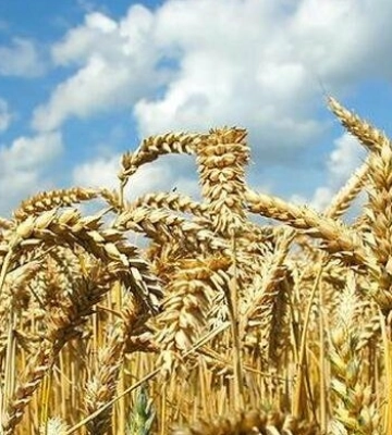 В Одеський області аграрії намолотили 800 тисяч тонн збіжжя