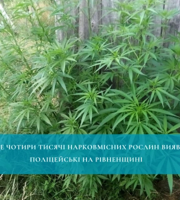 Майже чотири тисячі нарковмісних рослин виявили поліцейські на Рівненщині