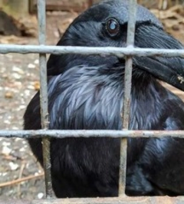 У Києві з дворика на Рейтарській зник легендарний ворон Крум. Відео