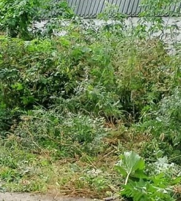 У Полтаві закликають терміново викосити траву на занедбаних ділянках