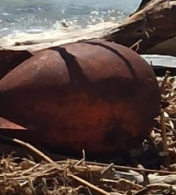На одеський пляж море винесло боєприпаси