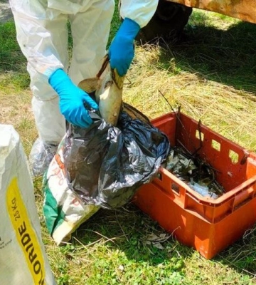 65 кг мертвої риби дістали з річки на Полтавщині
