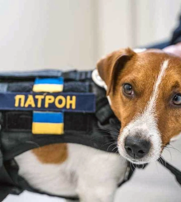 Пес Патрон потрапив під обстріл у Харківській області