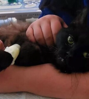 Провів 11 днів під завалами: у Львові врятували кота під час розбору завалів. ВIДЕО