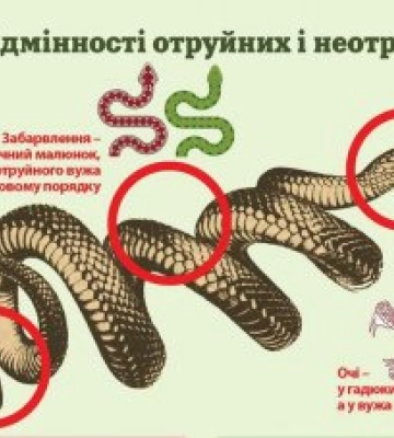 На Воловеччині змія укусила 37-річного місцевого мешканця