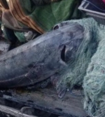 На Одещині браконьєри вбили червонокнижну білугу