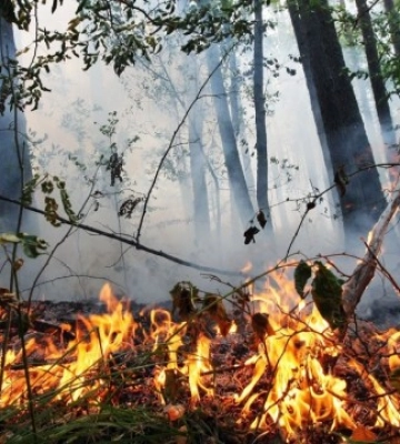 Українців попередили про надзвичайну пожежну небезпеку: що відомо