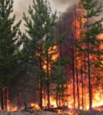 На Харківщині ворожі обстріли спровокували лісову пожежу