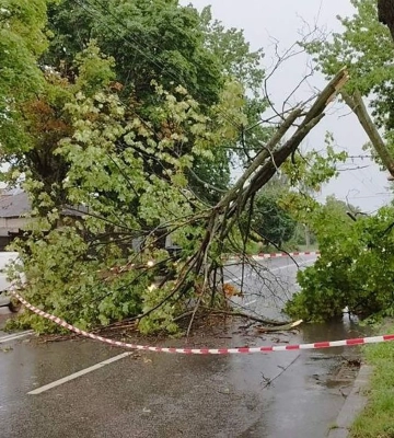 Ураган у Харкові: ДСНС 35 разів виїжджала прибирати дерева, що впали 