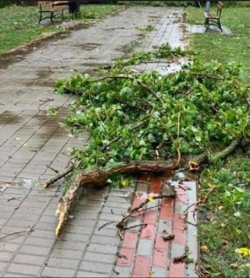 У Києві негода: у деяких районах шквальний вітер повиривав  дерева із корінням (фото, відео)