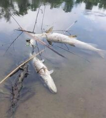 На Полтавщині обговорюють наслідки забруднення Псла