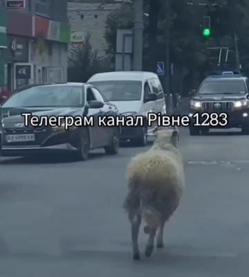 Вулицями Рівного бігала...вівця (ВІДЕО)