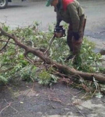 В Одесі сильний вітер повалив 24 дерева та призвів до падіння гілок