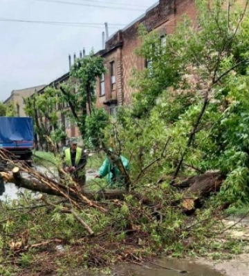 У Харкові через погодні умови впало 134 дерева