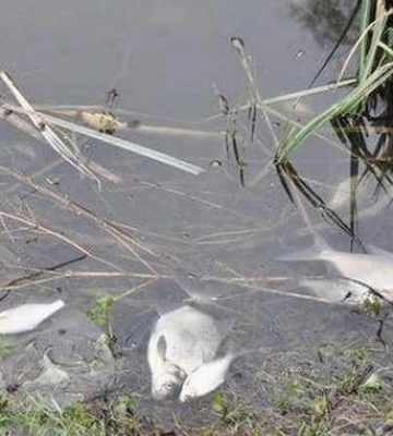 На Полтавщині у води Псла витекла невідома речовина