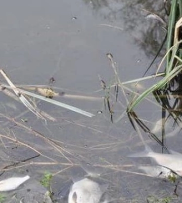 На Полтавщині у води Псла витекла невідома речовина