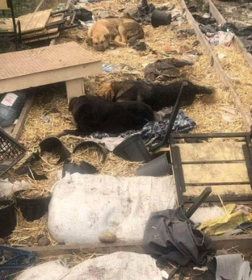 На Київщині власниця притулку для собак жорстоко поводилася з тваринами 