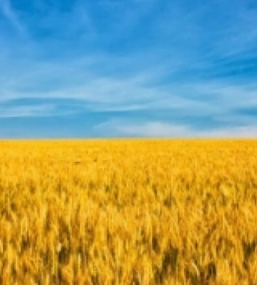 Російські окупанти продовжують грабувати мирне населення, привласнюючи зерновий урожай українців, – Генштаб