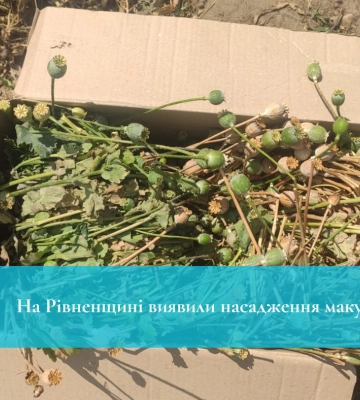 На Рівненщині виявили насадження маку