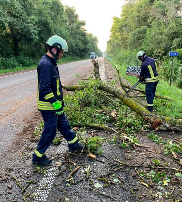 У Черкасах через негоду на автомобіль впало дерево