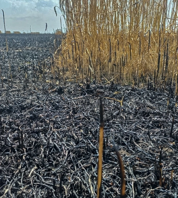На Харківщині вогнеборці врятували від вогню понад 60 га пшениці