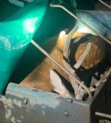 На Полтавщині поліція переслідувала браконьєрів з убитим оленем