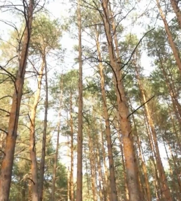 У Рівненській ОВА розповіли про правила відвідування лісових масивів (ВІДЕО)