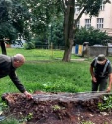 Держекоінспекція виявила в Ужгородському парку поблизу Закарпатської ОВА вирубку дерев