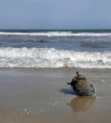 На пляж Одещини під час шторму винесло морську міну