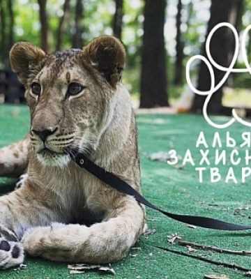 В Кривом Роге львицу Элину изымут у владельца