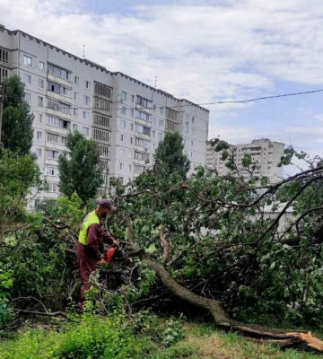Вітер у Харкові повалив 52 дерева та 200 гілок 