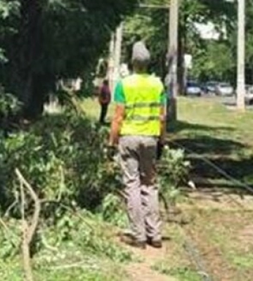 Три дні деревопаду в Одесі: комунальники ліквідовують наслідки